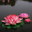 Shobhith Ragav
